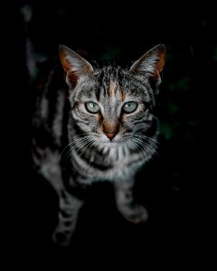 Selective Focus Photo Of Brown Tabby Cat photo