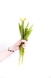 Person Holding Tulip Flowers photo