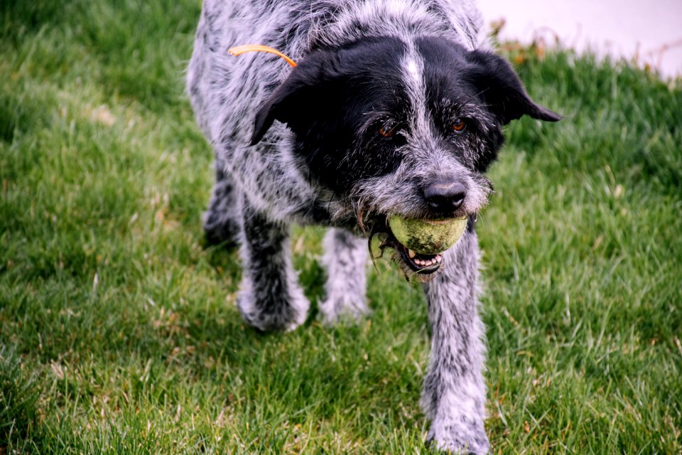 Wire-haired White And Black Dog With Tennis Ball