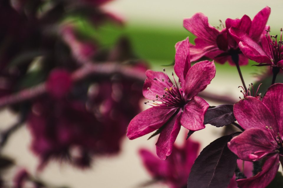 Selective Focus Photography Of Pink Petaled Flowers