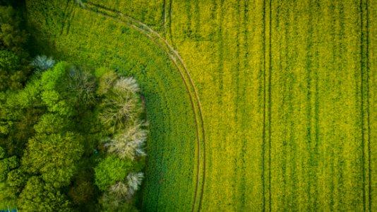 Green Leafed Grass