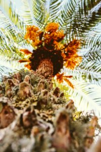 Low-angle Photography Of Palm Tree