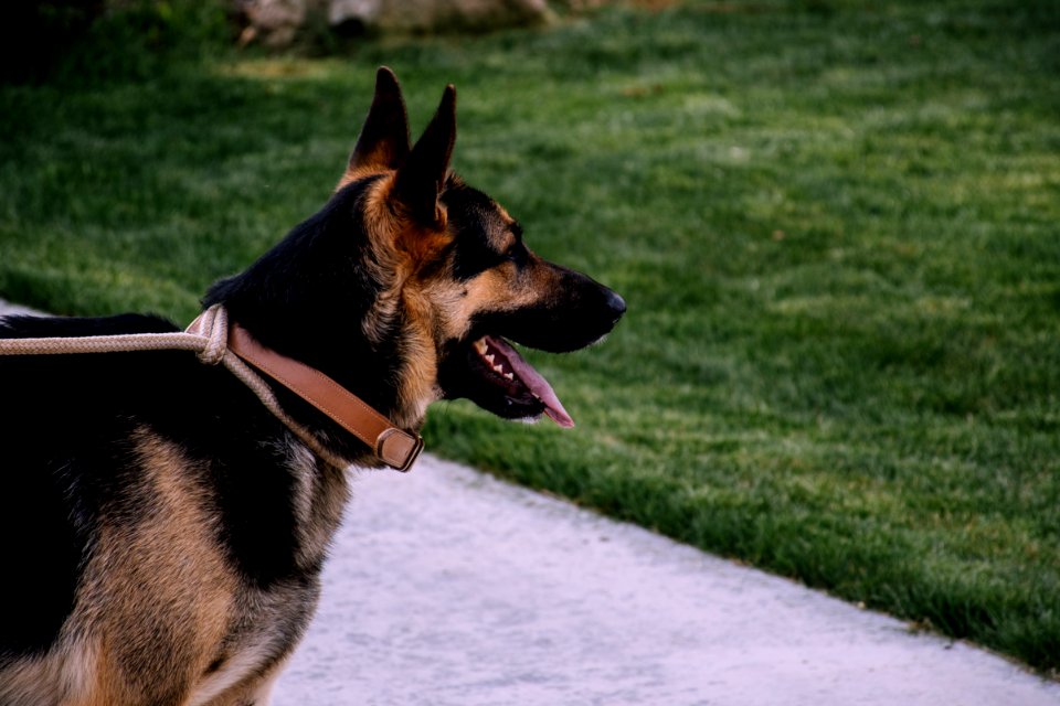 Adult German Shepherd photo