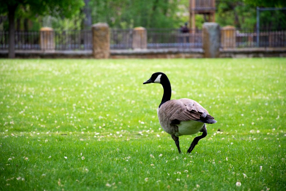 Canadian Goose On Grass Field