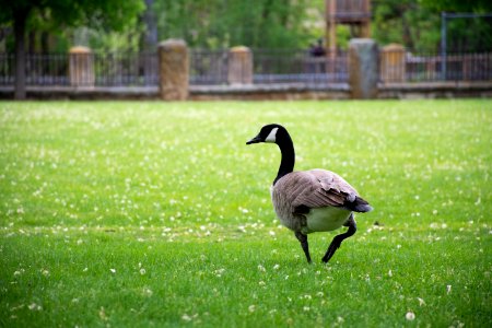 Canadian Goose On Grass Field