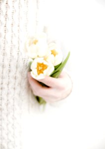 Person Holding White Petal Flowers photo
