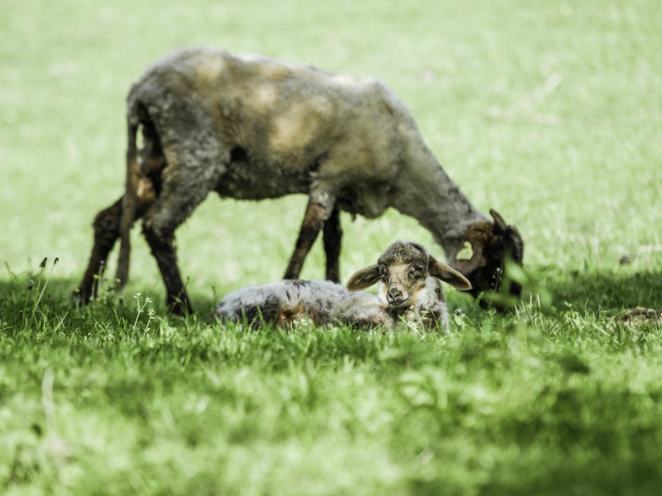 Shallow Focus Photography Of Gray Goat