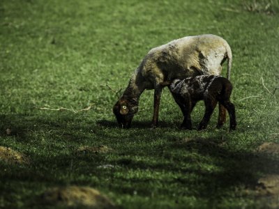 Goat Standing On Green Grass Field photo