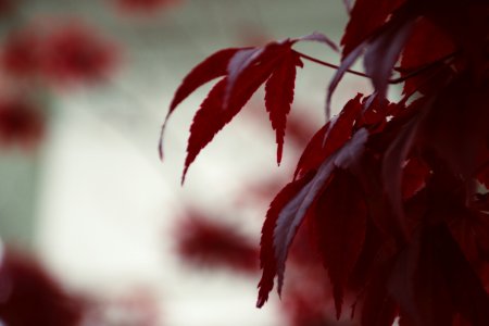 Shallow Focus Photography Of Red Leaves photo