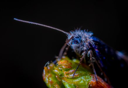 Macro Photography Of Blue Insect photo