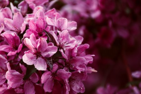 Close-up Photo Of Pink Petaled Flowers photo