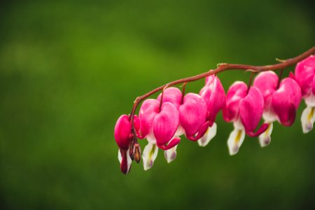 Macro Shot Of Pink And White Flowers