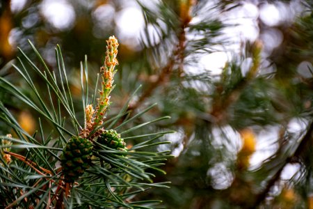 Close Up Photo Of Pine Tree