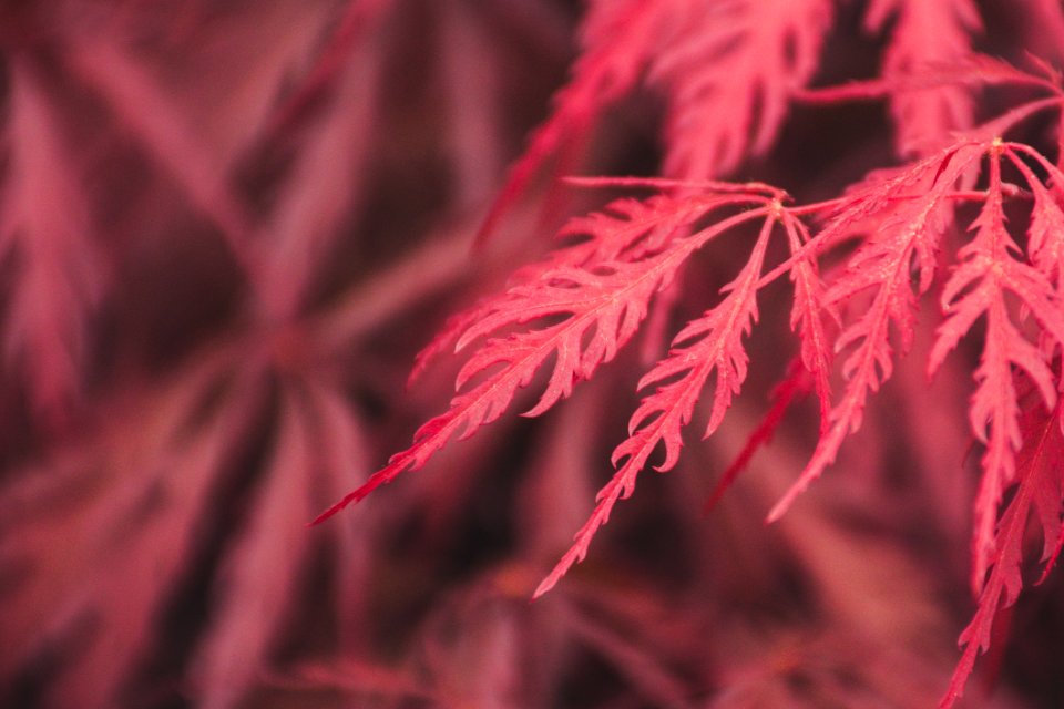 Selective Focus Photography Of Red Leaves