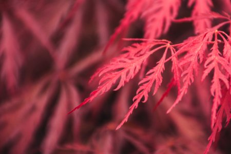 Selective Focus Photography Of Red Leaves photo