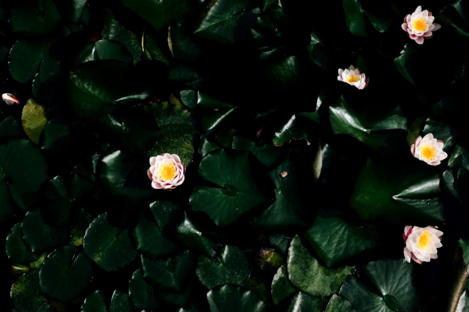 Bloom Blossom Flora
