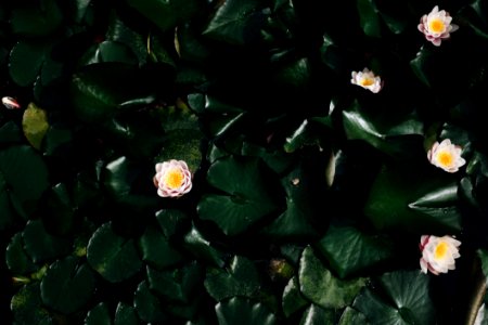 Bloom Blossom Flora