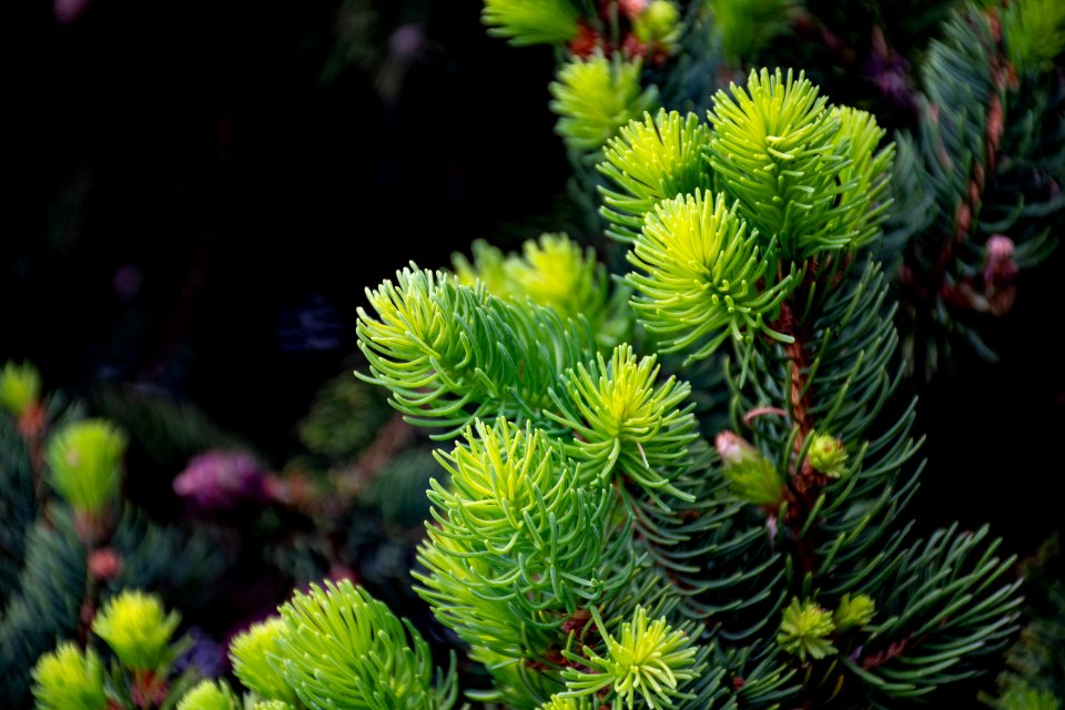 Photo Of Green Leaf Plant