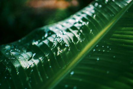 Shallow Focus Photography Of Green Banana Leaf photo