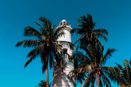 Lighthouse And Coconut Trees