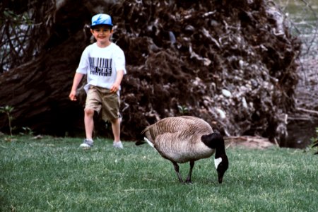 Brown And Grey Goose On Green Grass photo