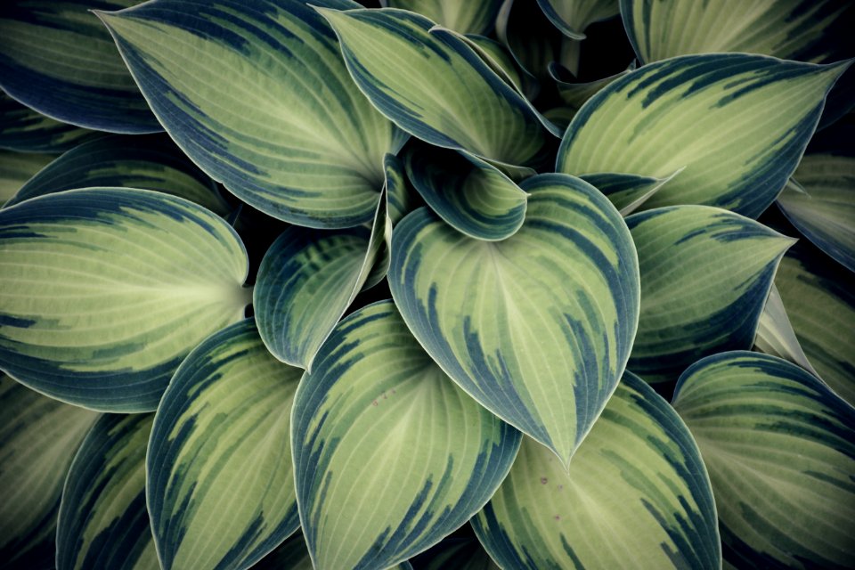 Closeup Photo Of Green Variegated Leaf Plants