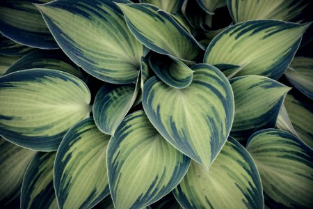Closeup Photo Of Green Variegated Leaf Plants
