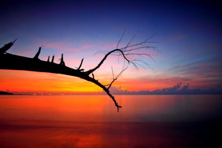 Bare Tree Branch Near Body Of Water During Sunset photo