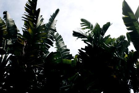 Banana Trees