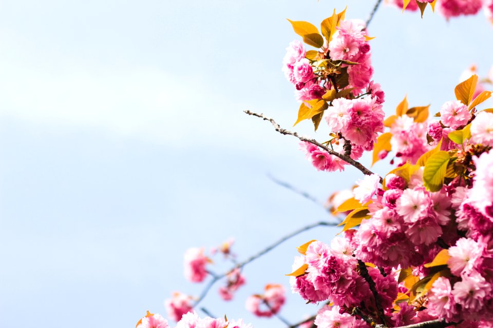 Close-Up Photography Of Pink Flowers