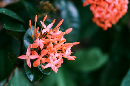 Shallow Focus Photography Of Santan Flowers photo