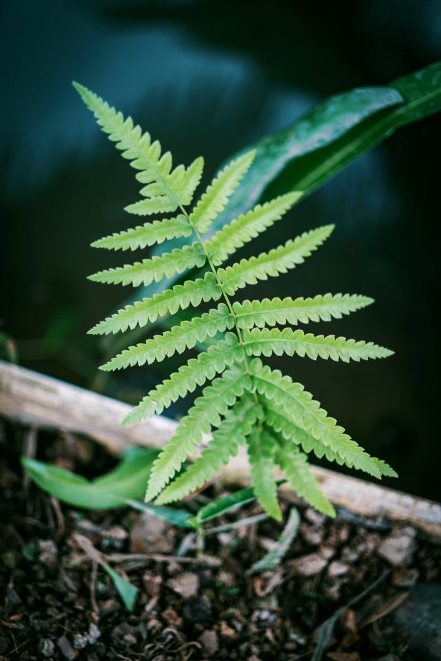 Close-Up Photography Of Fern Plant