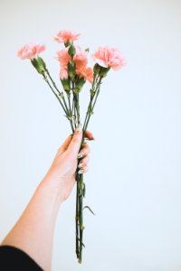 Person Holding Pink Flowers photo