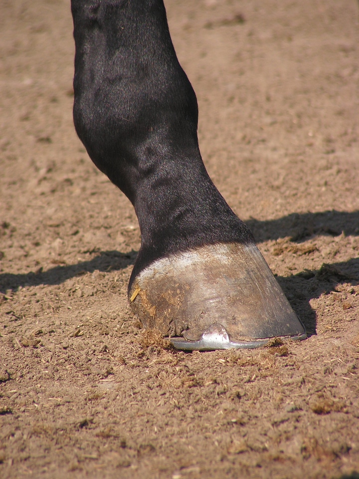 The hoof horse foot