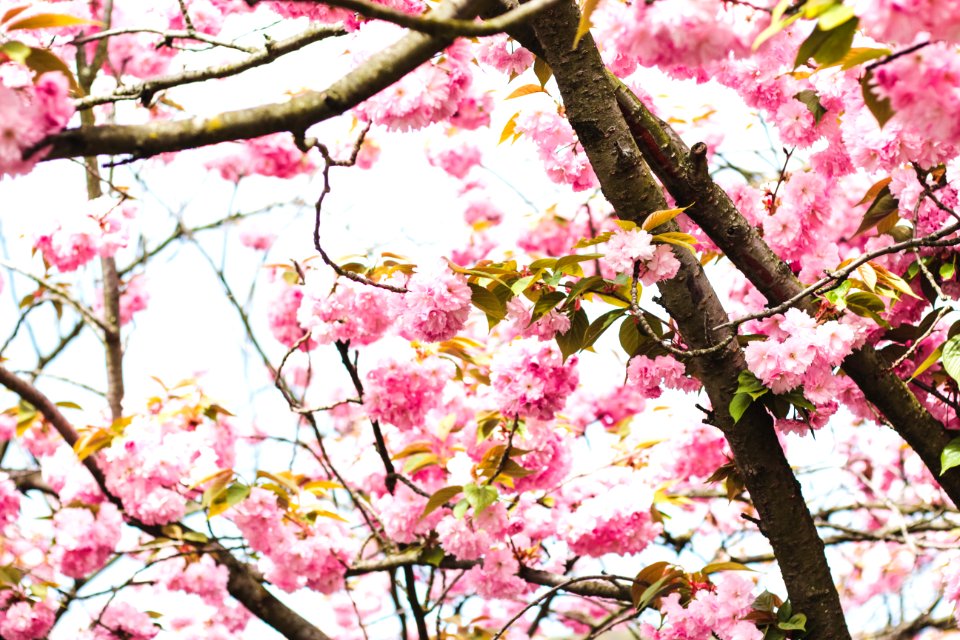 Photography Of Pink Flowers On Tree