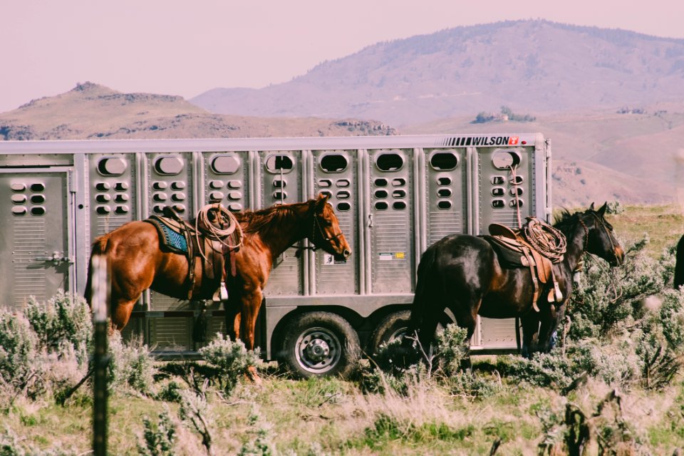 Two Black And Brown Horses photo