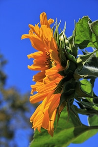 Wildflower plant natural