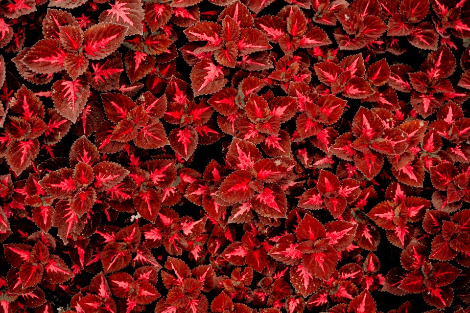 Top View Photo Of Red Coleus Plant