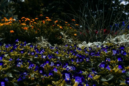 Photography Of Purple Flowers photo