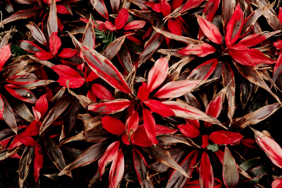 Closeup Photo Red-and-white Petaled Flower Painting
