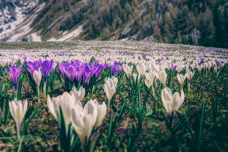 Photography Of Flower Field