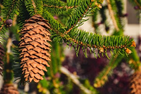 Shallow Focus Photography Of Brown Pine Cone photo