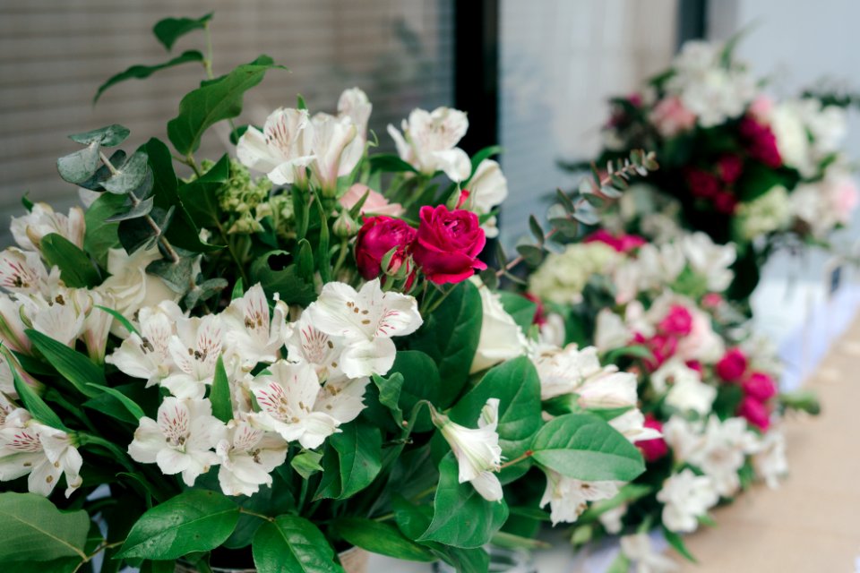 Close-Up Photography Of White Flowers photo