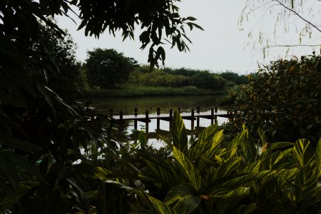 Green-and-yellow Plants Near Brown Wooden Dock On Calm Body Of Water At Daytime photo
