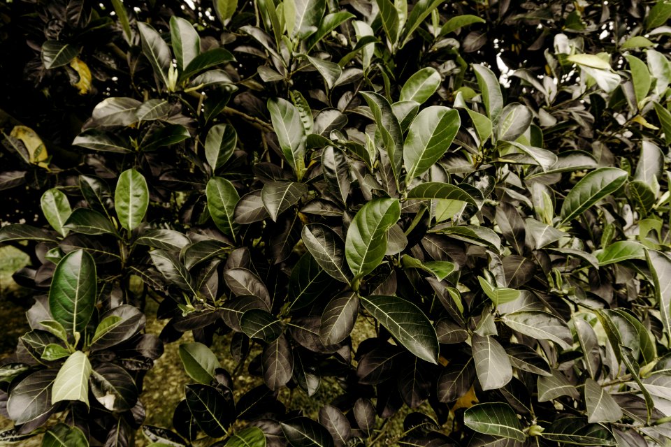 Photography Of Leaves