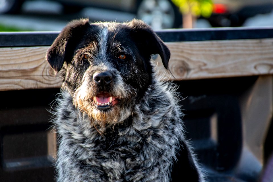 Close-Up Photography Of Black Dog