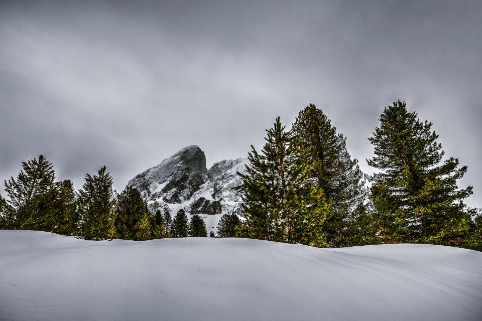 Photography Of Pine Trees On Snow-capped Mountains