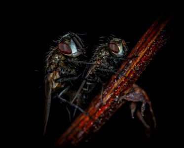 Macro Photography Of Flies