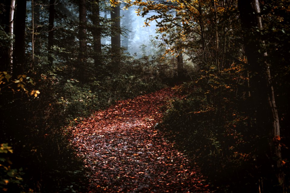 Photography Of Forest