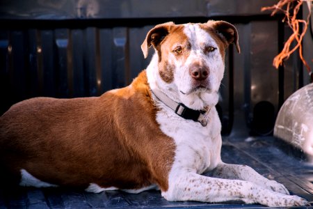 Close-Up Photography Of American Pit Bull Terrier